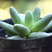 Pachyphytum Compactum (Little Jewel) Plant