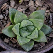Haworthia Cuspidata Plant