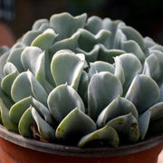 Echeveria Runyonii Plant - Topsy turvy