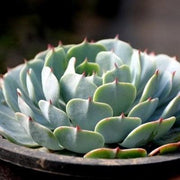 Echeveria 'Mazarine' Plant