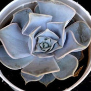 Echeveria Ghost Plant