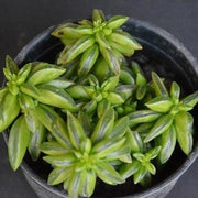 Peperomia Nivalis Succulent Plant