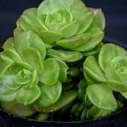 Sedeveria Rolly Plant