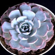 Echeveria Peacockii Plant