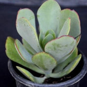 Crassula Arborescens Plant