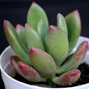 Graptoveria Ruby Donna