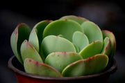 Echeveria Pallida Plant
