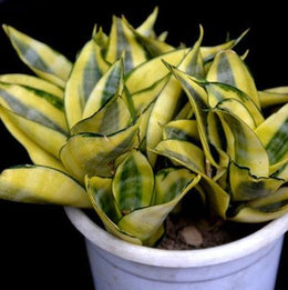 Sansevieria Varigated - Snake Plant