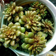 Sedum Cremnophila Plant