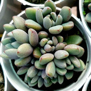 Sedum Commixtum Plant