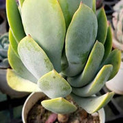 Crassula Arborescens