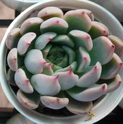 Echeveria Glauca Plant