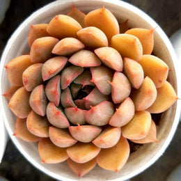 Echeveria Chris Plant