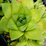 Haworthia Green Plant