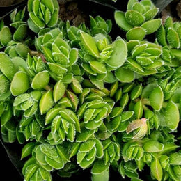 Cascade Stonecrop Plant