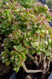 Echeveria Supia Plant