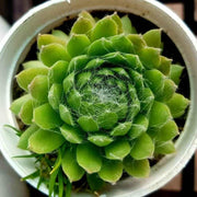 Sempervivum Pumilum Plant