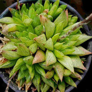 Haworthia Cymbiformis Plant
