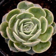 Echeveria Onslow Plant