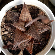 Haworthia Venosa Plant