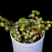 Midstripe Rainbow Bush Plant