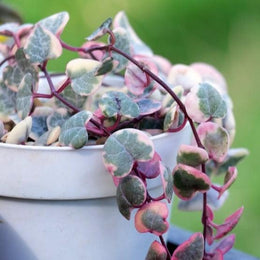 String of Hearts Plant Verigated Plant