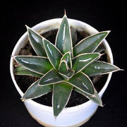 Agave Victoriae Reginae Plant