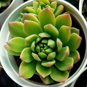 Yellow Green Sedum Plant