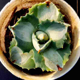 Agave Isthmensis Plant