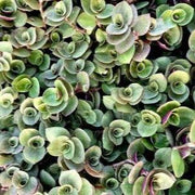 Chinese Stonecrop Plant