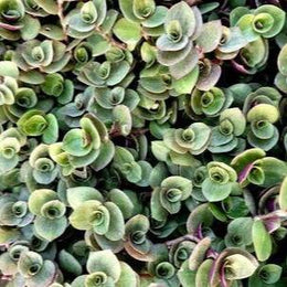 Chinese Stonecrop Plant