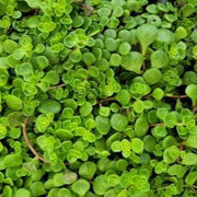 Sedum Tetractinum Stonecrop Plant