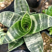 Sansevieria- Snake Plant