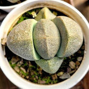 Lithop Succulent Plant