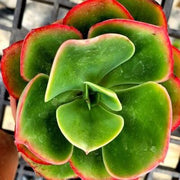 Echeveria Pallida Varigated Plant