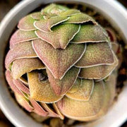 Crassula Orbicularis Plant - Buddha Temple