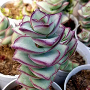 crassula conjuncta succulent Crassula Conjuncta Plant – Nainileaf