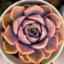 Echeveria Dusty Rose Pink Plant - Nainileaf