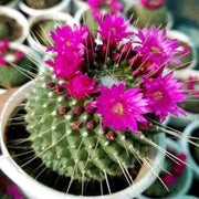 Pincushion Cactus - Nainileaf