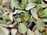 Kalanchoe Baharensis- Felt Plant