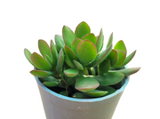 Crassula Money Maker