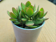 Crassula Money Maker