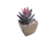Sedum Pachyphyllum - Artificial Succulent with 2