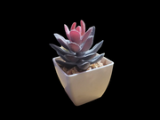 Sedum Pachyphyllum - Artificial Succulent with 2