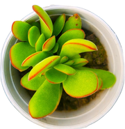 Crassula Money Maker