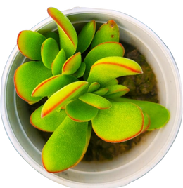 Crassula Money Maker
