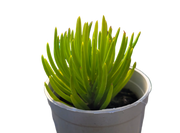 Senecio Barbertonicus