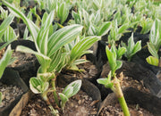 Tradescantia Nanouk- White Varigated