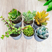 Assorted combo of 6 Succulents