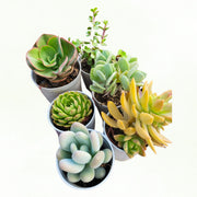 Assorted combo of 6 Succulents